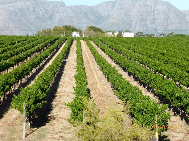 Imagen de los exteriores del Hotel Klein Welmoed Luxury Guest House. Foto 9