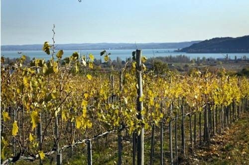 Imagen general del Hotel Koczor Pinc&eacute;szet Y Vend&eacute;gfogad&oacute;. Foto 13