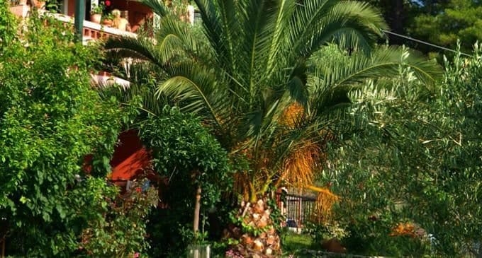 Imagen de los exteriores del Hotel Kopana Resort. Foto 10