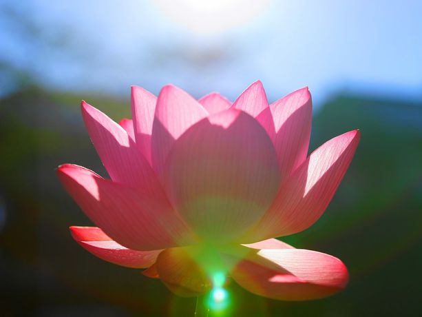 Imagen de la habitación del Hotel Koyasan Syukubo Ekoin. Foto 4