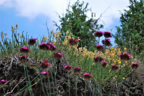 Imagen general del Hotel Kraljevi Čardaci. Foto 2