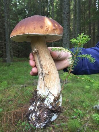 Imagen general del Hotel Kungskvarnen Borgvik. Foto 6