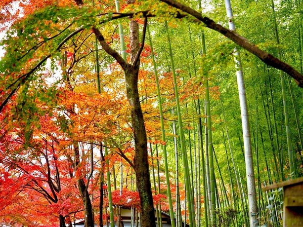 Imagen general del Hotel Kyoto Yadomachi Nishijin. Foto 1