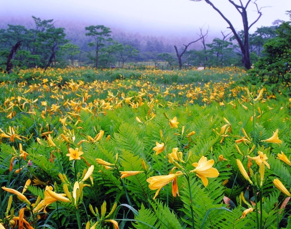 Imagen de los exteriores del Hotel Kyukamura Nasu, Nasu. Foto 17