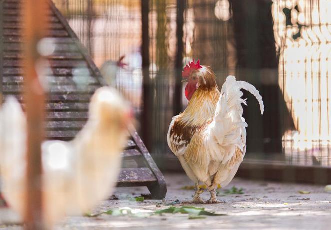 Imagen general del Hotel LONICERA WORLD. Foto 4