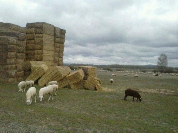 Imagen de los exteriores del Hotel LOS SESTILES. Foto 5