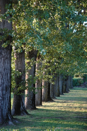 Imagen de los exteriores del Hotel La Bastide Saint Martin. Foto 10