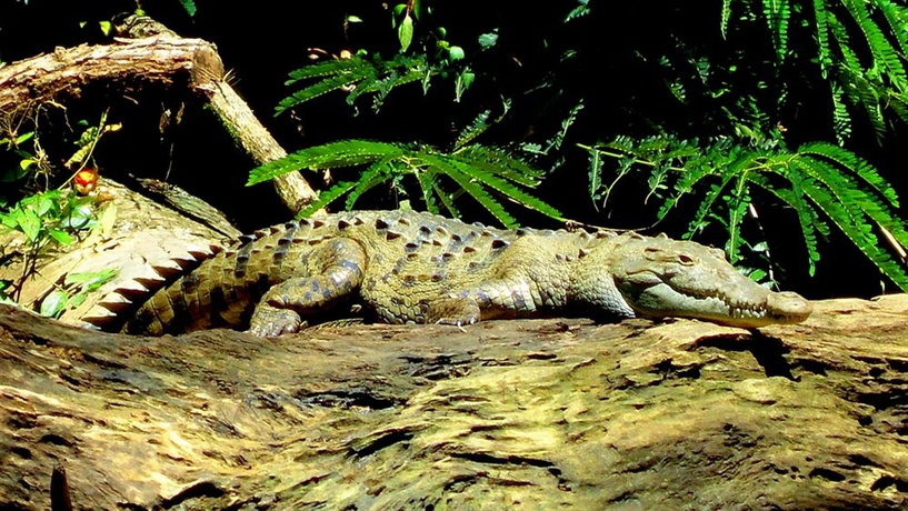 Imagen general del Hotel La Baula Lodge. Foto 2