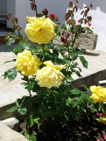 Imagen general del Hotel La Codorniz. Foto 11