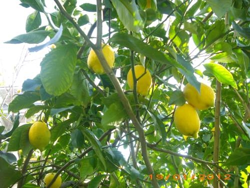 Imagen general del Hotel La Magnolia, Sorrento. Foto 7