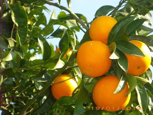 Imagen general del Hotel La Magnolia, Sorrento. Foto 8