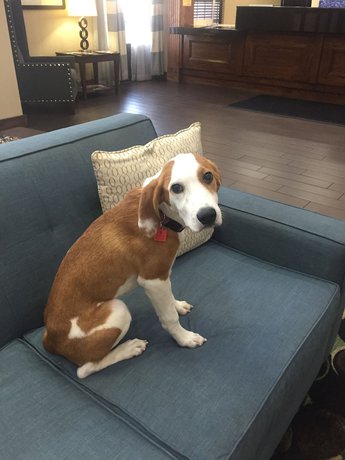 Imagen de los interiores del Hotel La Quinta Inn and Suites by Wyndham Jonesboro. Foto 18