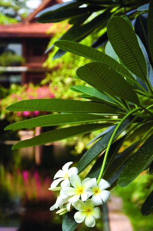 Imagen de los exteriores del Hotel La R&eacute;sidence D'angkor. Foto 15