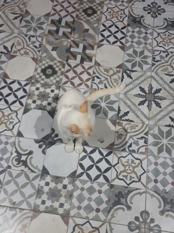 Imagen general del Hotel La Redonda, Sotogrande. Foto 3