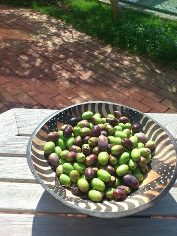 Imagen de los exteriores del Hotel La Tipasa. Foto 29