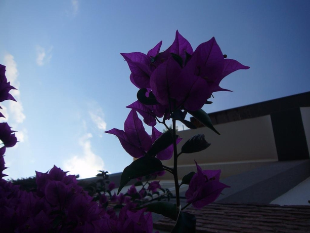 Imagen general del Hotel La Tripergola. Foto 7