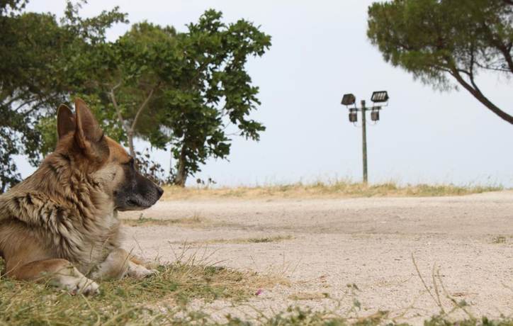 Imagen de los exteriores del Hotel La Vetta Europa. Foto 16