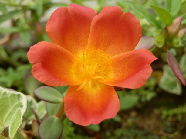 Imagen de los exteriores del Hotel La Villa, Ciudad Quesada. Foto 13