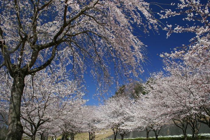 Imagen de la habitación del Hotel Laforet Shuzenji Sanshisuimei. Foto 8