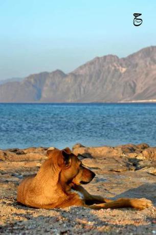 Imagen general del Hotel Lagona Dahab. Foto 9