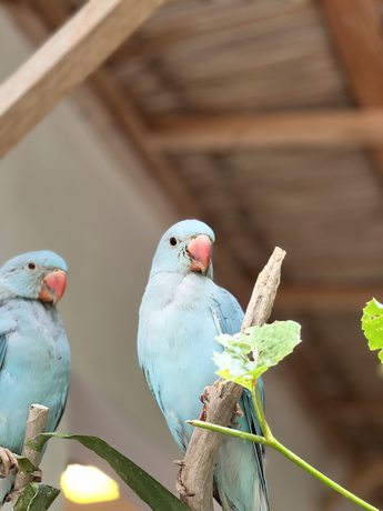 Imagen de los interiores del Hotel Lagoon Villa Thoddoo. Foto 20