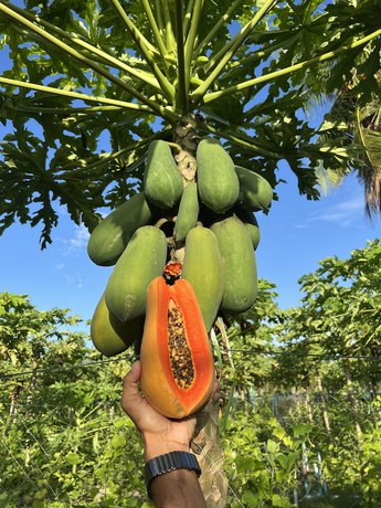 Imagen del bar/restaurante del Hotel Lagoon Villa Thoddoo. Foto 8