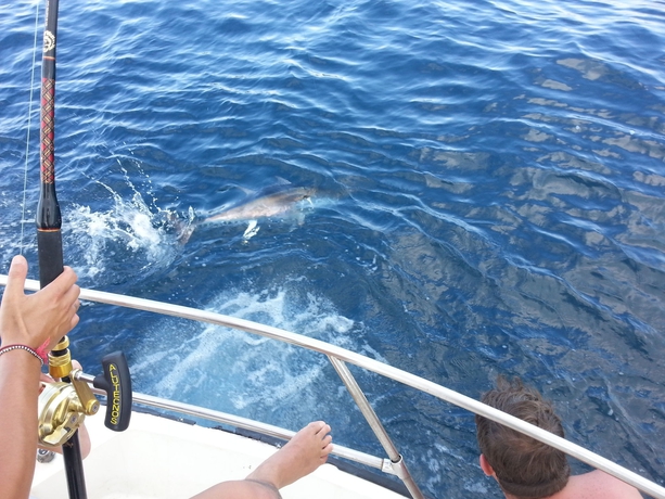 Imagen general del Hotel Laika. Foto 1