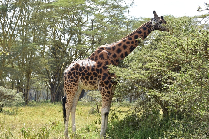 Imagen general del Hotel Lake Nakuru Lodge. Foto 1