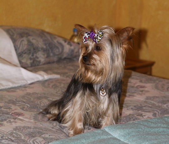 Imagen general del Hotel Land of the Sun. Foto 2