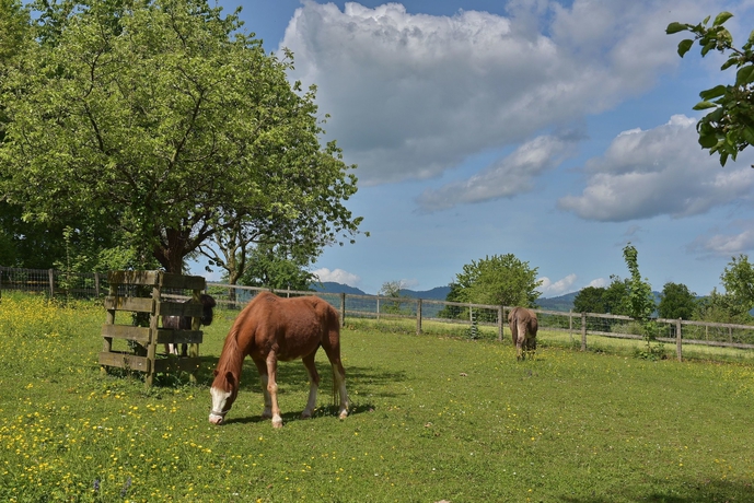 Imagen de los exteriores del Hotel Landgasthof Halbinsel Au. Foto 15