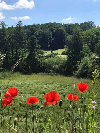Imagen de los exteriores del Hotel Land-gut-Dornröschen. Foto 12