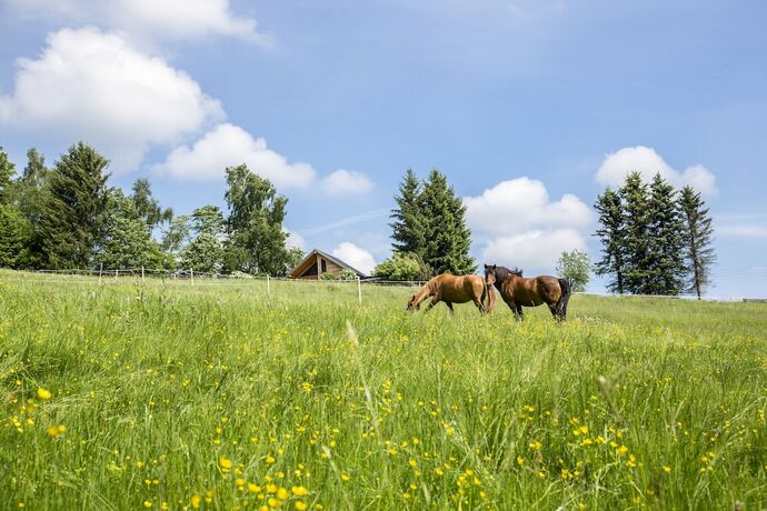 Imagen de la habitación del Hotel Landhaus Bergidyll. Foto 18
