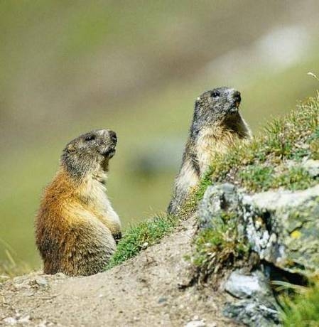 Imagen general del Hotel Landhotel Gut Sonnberghof. Foto 16