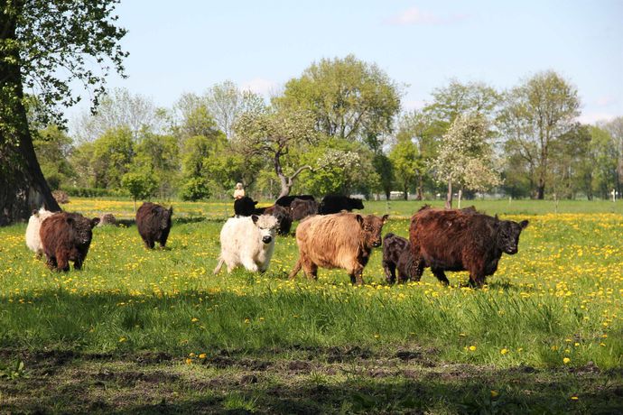 Imagen de la habitación del Hotel Landhotel L&ouml;wenbruch. Foto 11