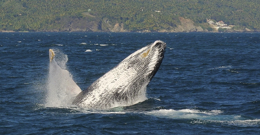Imagen de los exteriores del Hotel Las Ballenas Escondidas. Foto 14
