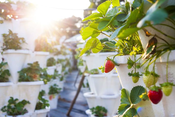 Imagen general del Hotel Le M&eacute;ridien Mahabaleshwar Resort and Spa. Foto 3