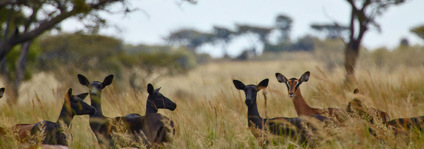 Imagen de los exteriores del Hotel Lejwe La Metsi Game Farm Pty Ltd. Foto 11