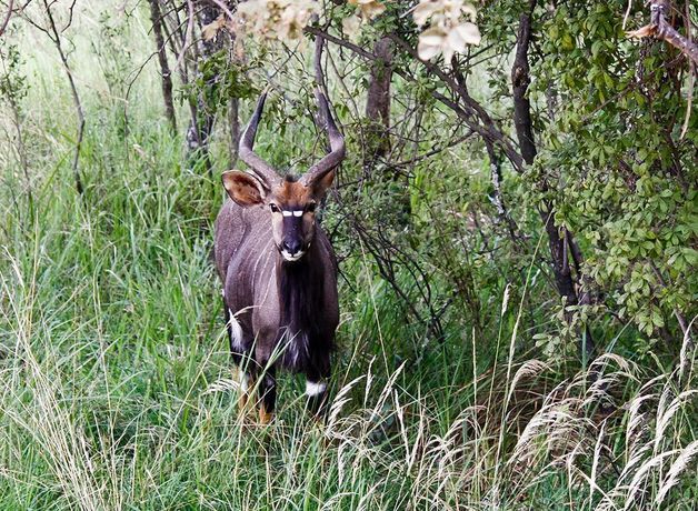 Imagen de los exteriores del Hotel Lejwe La Metsi Game Farm Pty Ltd. Foto 12
