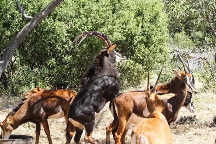 Imagen general del Hotel Lejwe La Metsi Game Farm Pty Ltd. Foto 3