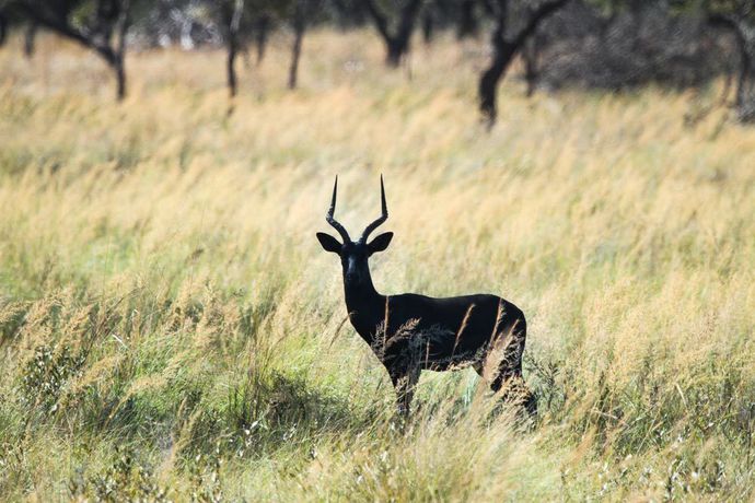 Imagen general del Hotel Lejwe La Metsi Game Farm Pty Ltd. Foto 4