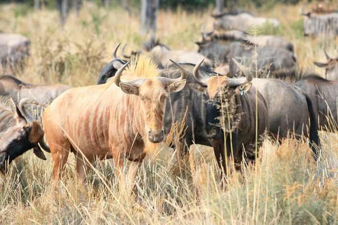 Imagen de la habitación del Hotel Lejwe La Metsi Game Farm Pty Ltd. Foto 10