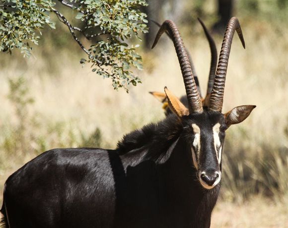 Imagen de los exteriores del Hotel Lejwe La Metsi Game Farm Pty Ltd. Foto 14