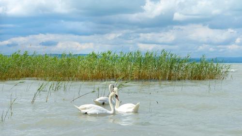 Imagen general del Hotel Lelle. Foto 14