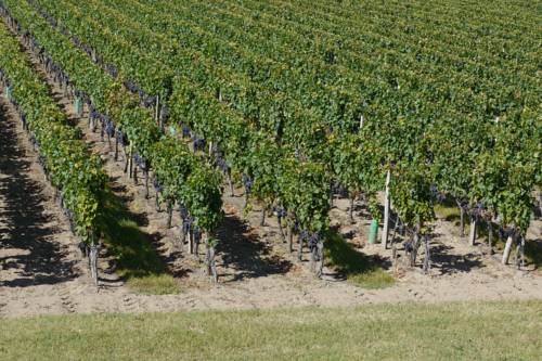Imagen de la habitación del Hotel Les Grands Vignobles. Foto 15