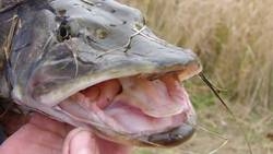 Imagen general del Hotel Lidiya Hotel. Foto 12