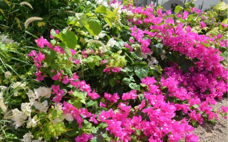 Imagen de los exteriores del Hotel Lilu Apartments Curacao. Foto 8