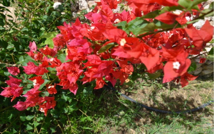 Imagen de los exteriores del Hotel Lilu Apartments Curacao. Foto 10