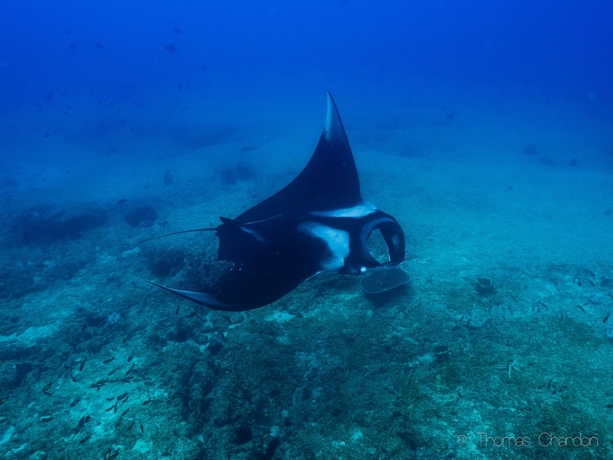 Imagen general del Hotel Liquid Dive Adventures. Foto 4