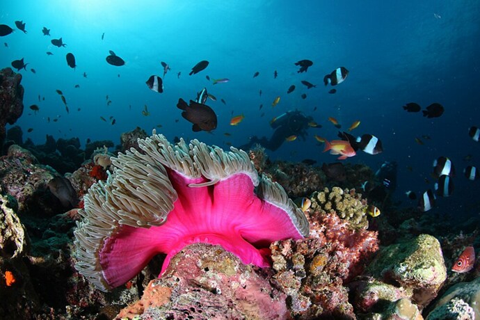 Imagen general del Hotel Liyela Retreat Maldives. Foto 9