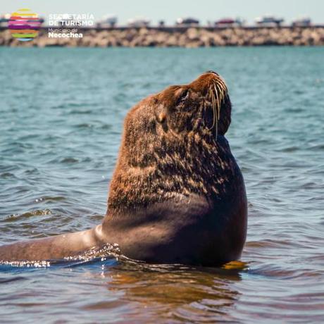Imagen general del Hotel Lobo de Mar - Necochea. Foto 5